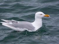 MG 9266c  Glaucous Gull (Larus hyperboreus) - adult